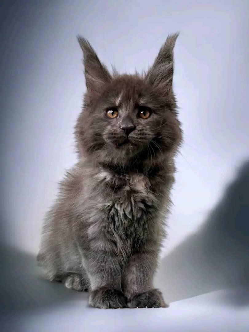 Maine Coon 2