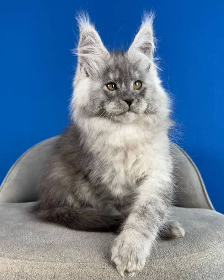 Maine Coon 8