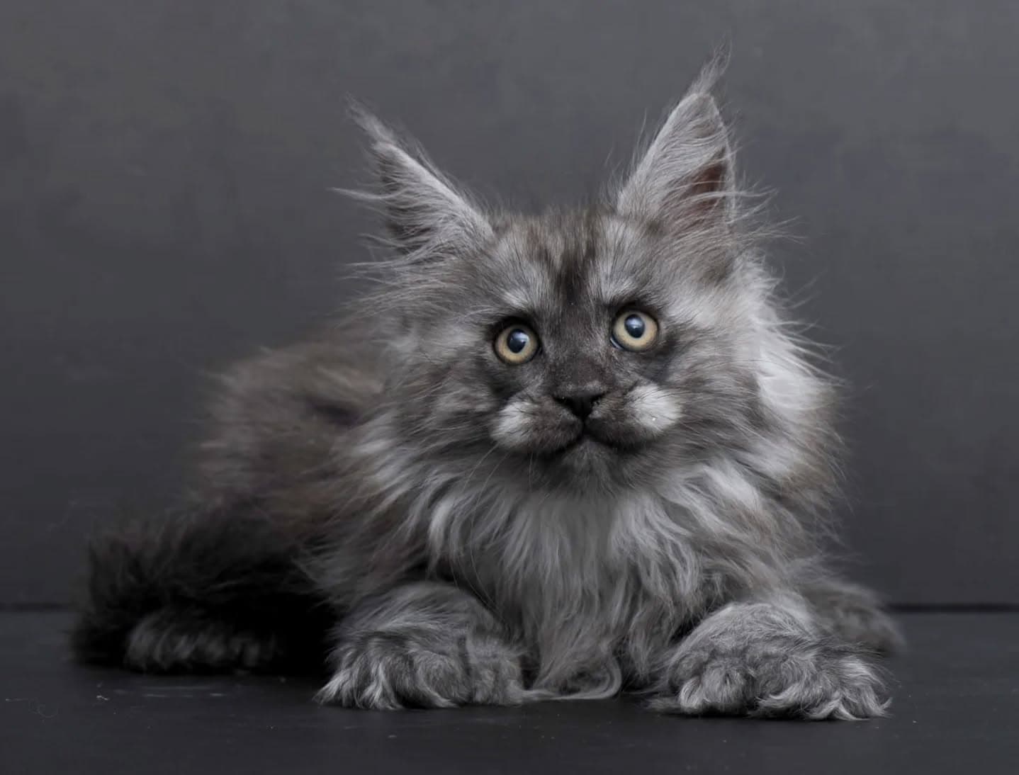 Maine Coon